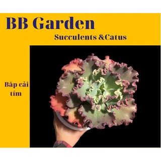 SEN ĐÁ BẮP CẢI VẠN LÝ