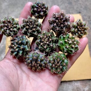 Xương Rồng Gymno Vân 10 cây