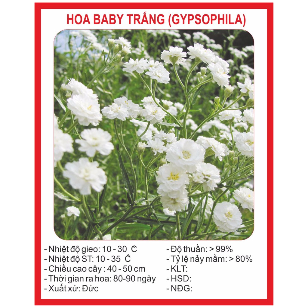 Hạt giống Hoa Baby trắng 100 Hạt