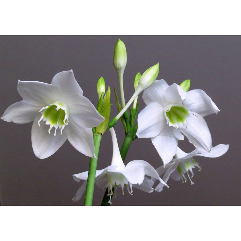 Củ hoa ngọc trâm