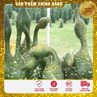 Hạt giống Bầu Thiên Nga 5 Hạt