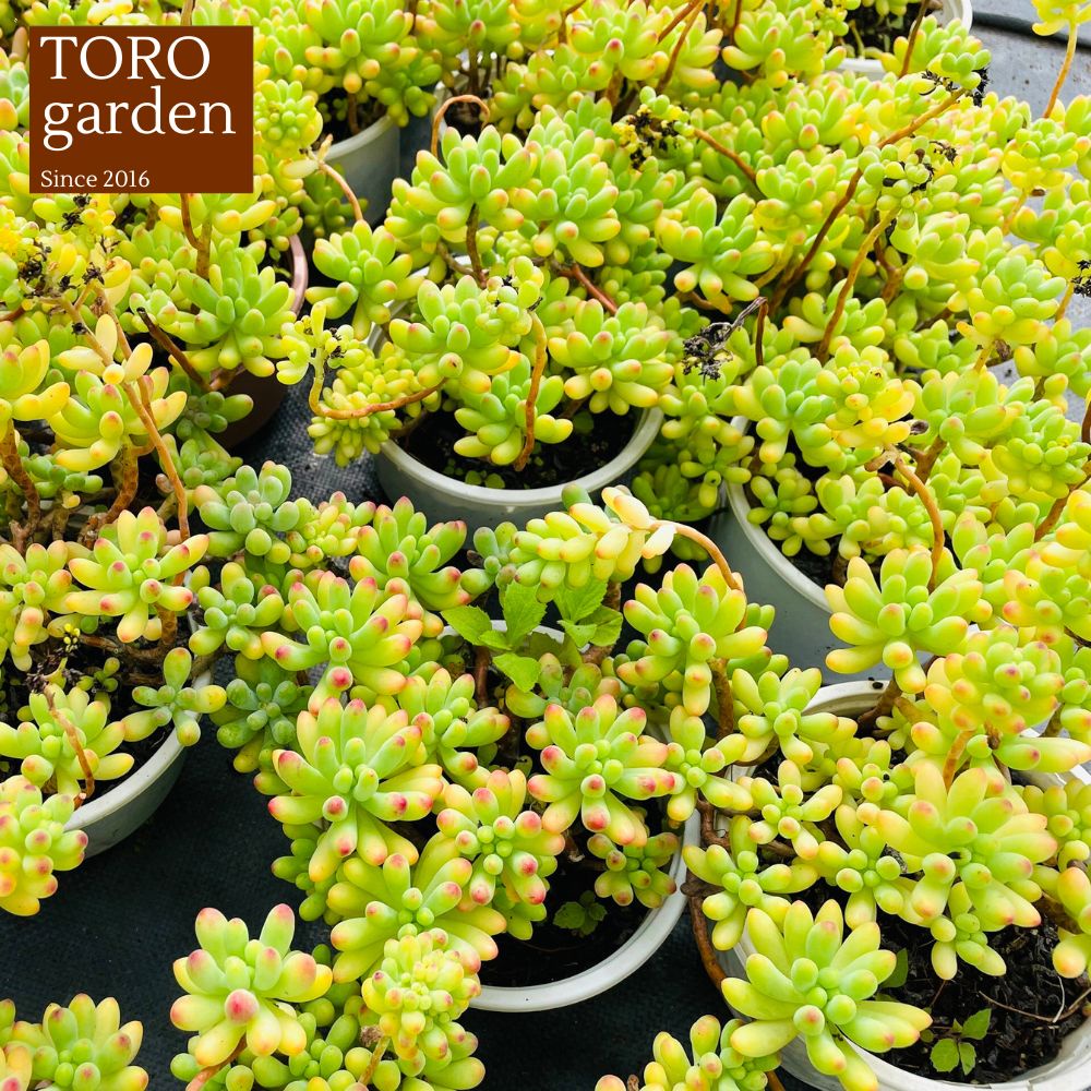 Sen đá thạch ngọc mĩ bụi to full nắng mưa Đà Lạt đường kính 15cm cây cảnh trang trí nhà cửa Toro garden