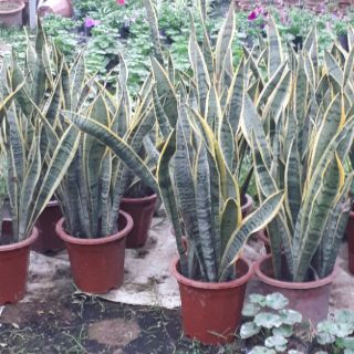 Chậu 4 Cây Lưỡi hổ dài