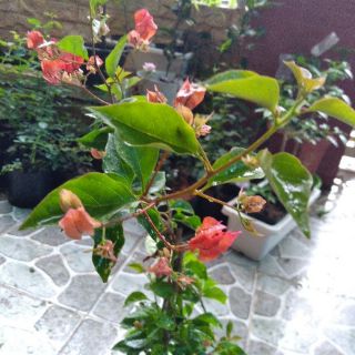 Cây hoa giấy đỏ cờ Thái đỏ rực