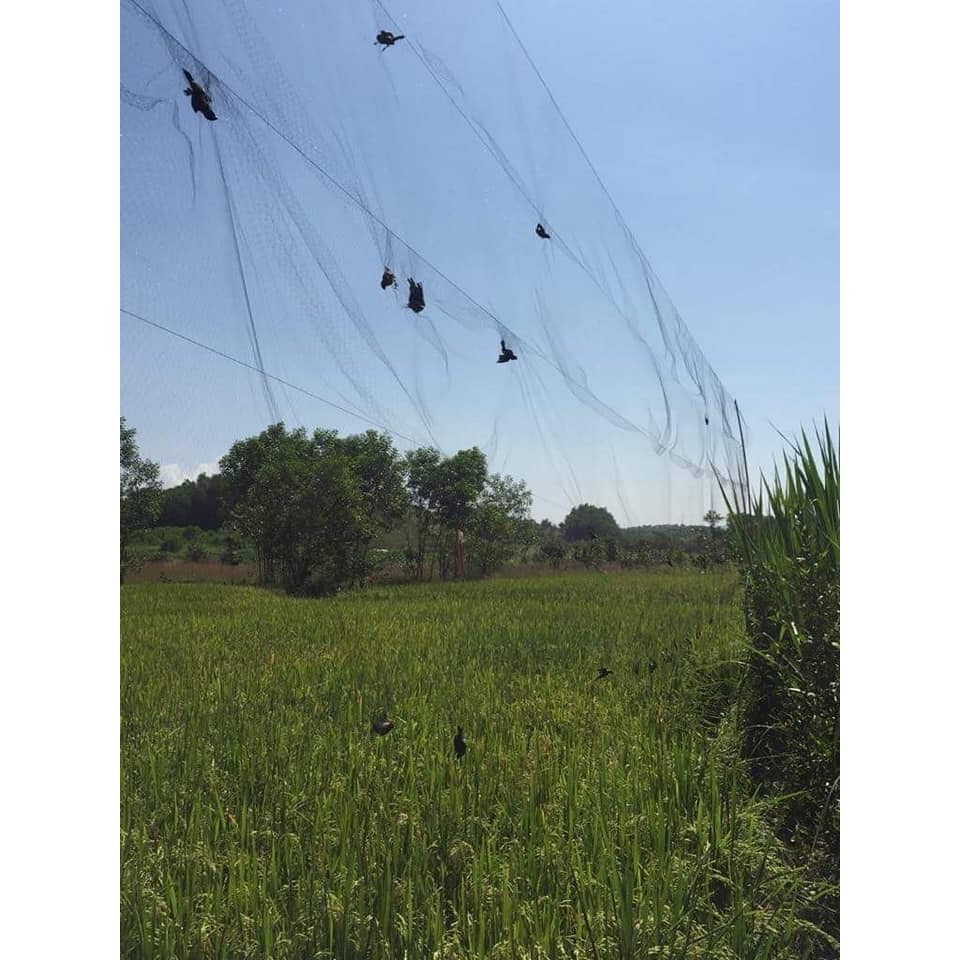 Lưới bẫy chim chào mào, họa mi, chòe Cao 5m, độ dài tùy chọn, Lưới Chim Thái Lan hàng chất lượng 988