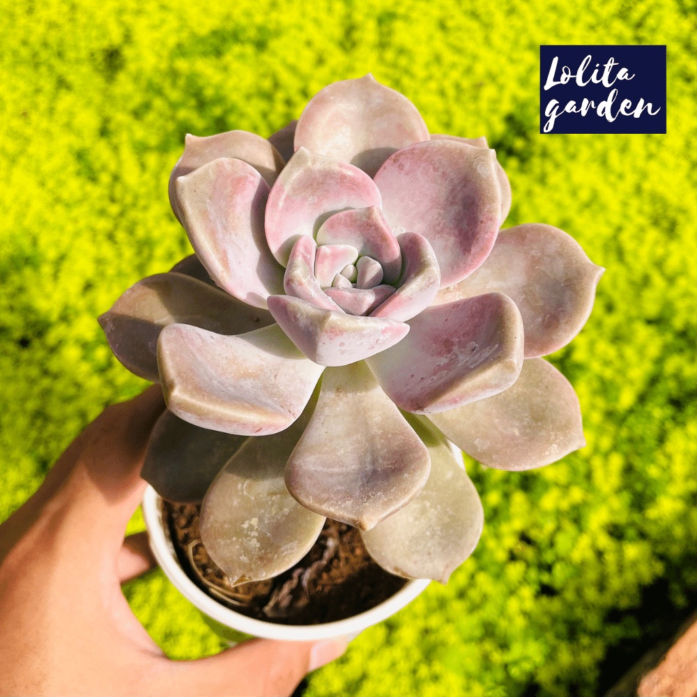 Sen đá hồng mập Đà Lạt size trung bình cây cảnh trang trí nhà cửa Lolita garden