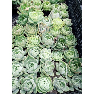 Sen đá size bầu 4-6cm