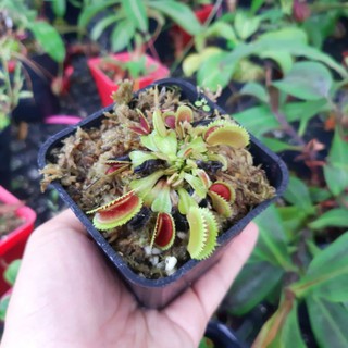 Cây bắt ruồi, Cây bẫy kẹp Flytrap Dentate x Bristle