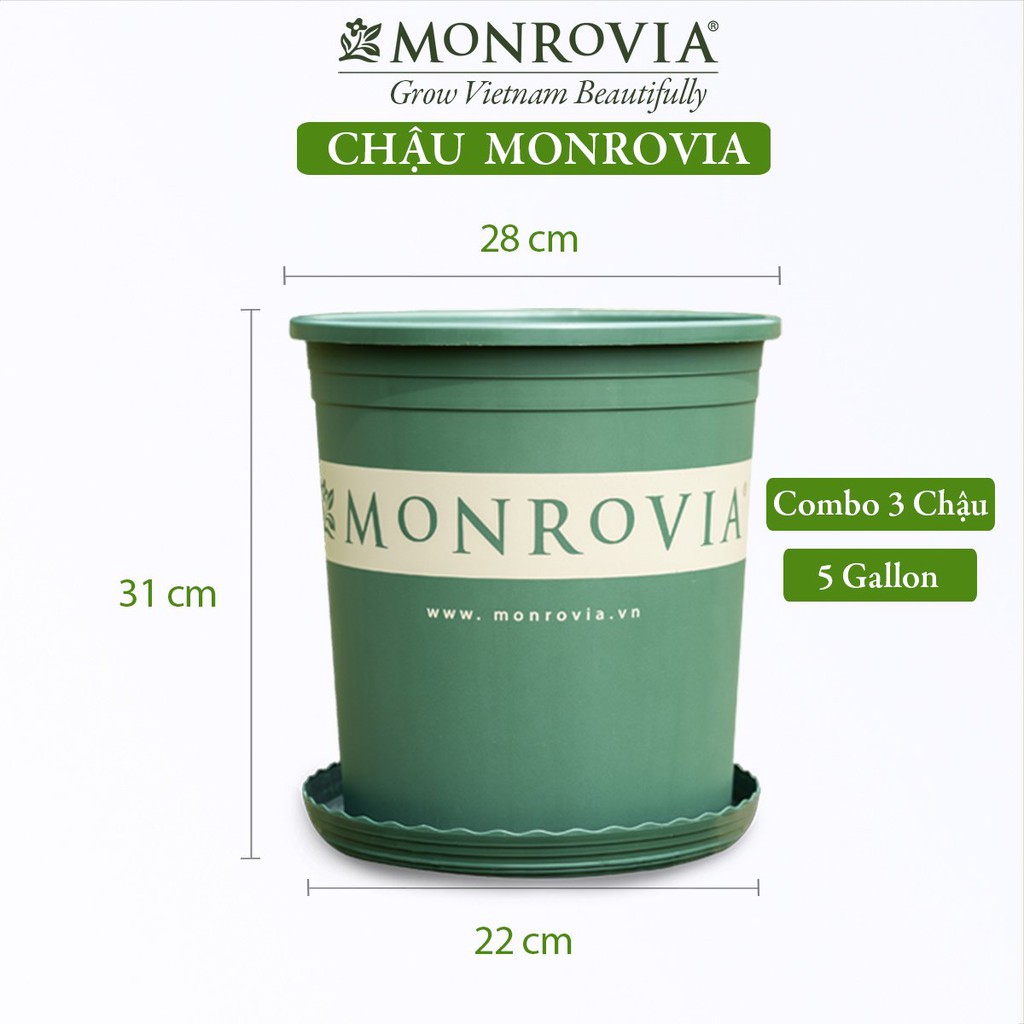 Combo 3 Đĩa lót chậu nhựa trồng cây MONROVIA 5gl, chậu trồng cây, chậu cây cảnh mini, để bàn, treo ban công, treo tường