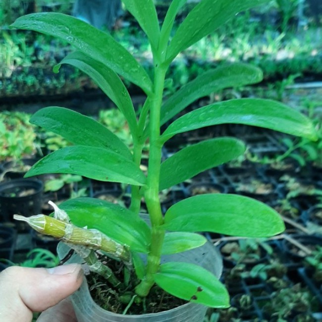 Cây lan giống Lan Phi điệp giao hàng như hình tặng kèm chậu, mua 10 cây tặng 1 cây