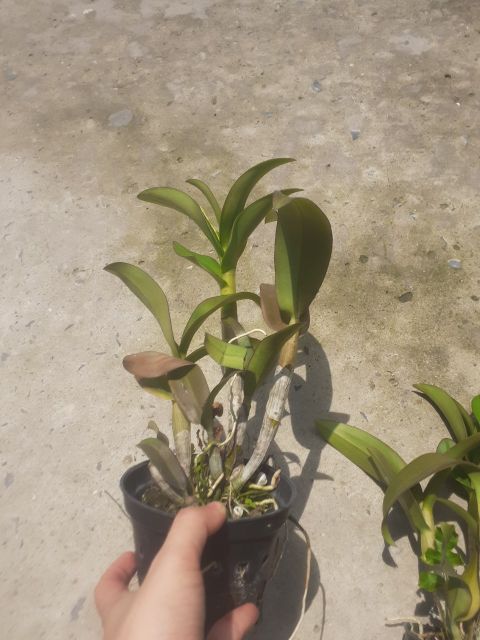 Hoa lan denro ngọc trai đen