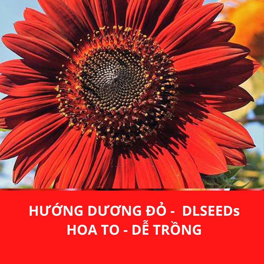 Hạt giống hoa hướng dương đỏ DLSeeds gói 10 hạt có tỉ lệ nảy mầm cao, dễ ươm trồng, nhanh ra hoa