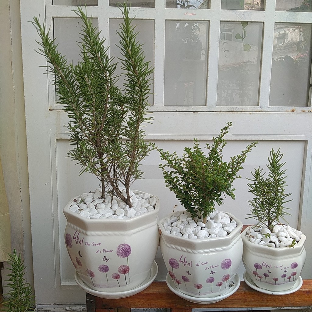 Cây Hương Thảo mini Rosemary cao từ 15cm - 28cm