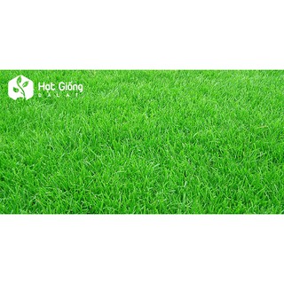 10GR - HẠT GIỐNG CỎ NHUNG NHẬT