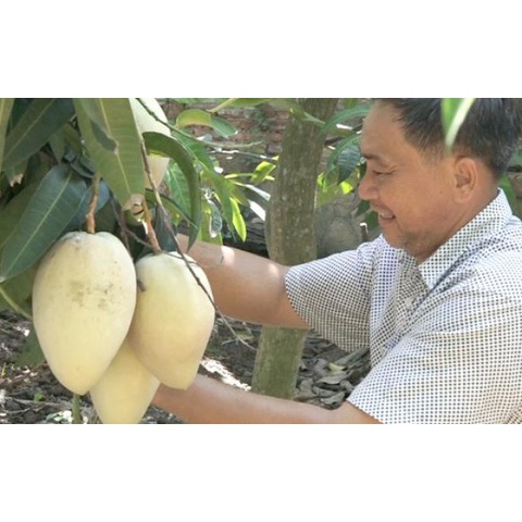 CÂY GIỐNG XOÀI THANH CA SIÊU QUẢ.