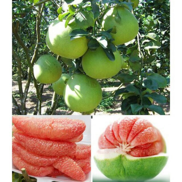 Cây giống bưởi da xanh, bưởi diễn, bưởi đỏ, bưởi năm roi, bưởi hoàng, bưởi tân lạc