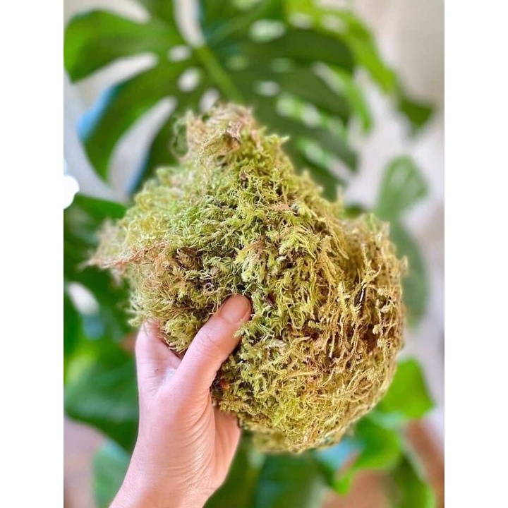 Rêu khô giữ ẩm, làm giá thể