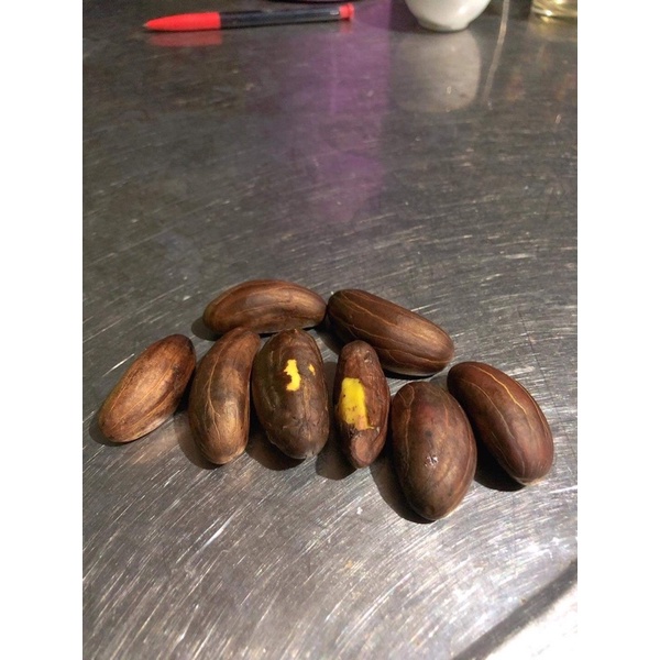 2 Hạt giống cây dọc chua