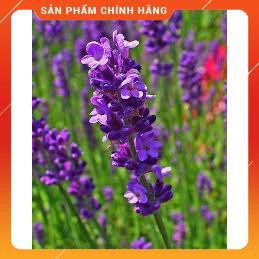 HẠT GIỐNG HOA OẢI HƯƠNG GÓI 100H