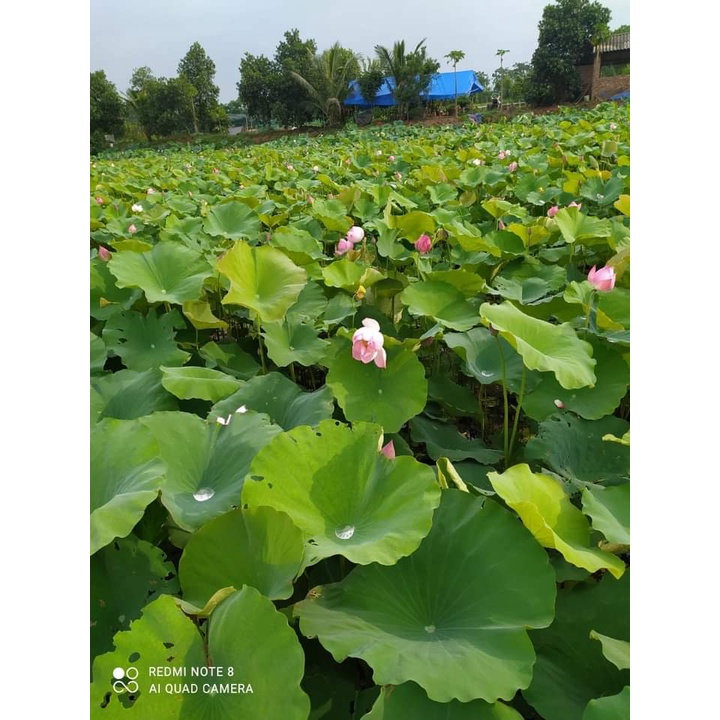 TRÀ LÁ SEN -HỒNG SÂM 20 TÚI LỌC | BigBuy360 - bigbuy360.vn