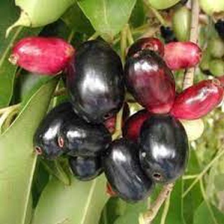 Cây giống trâm trái ngọt thái lan