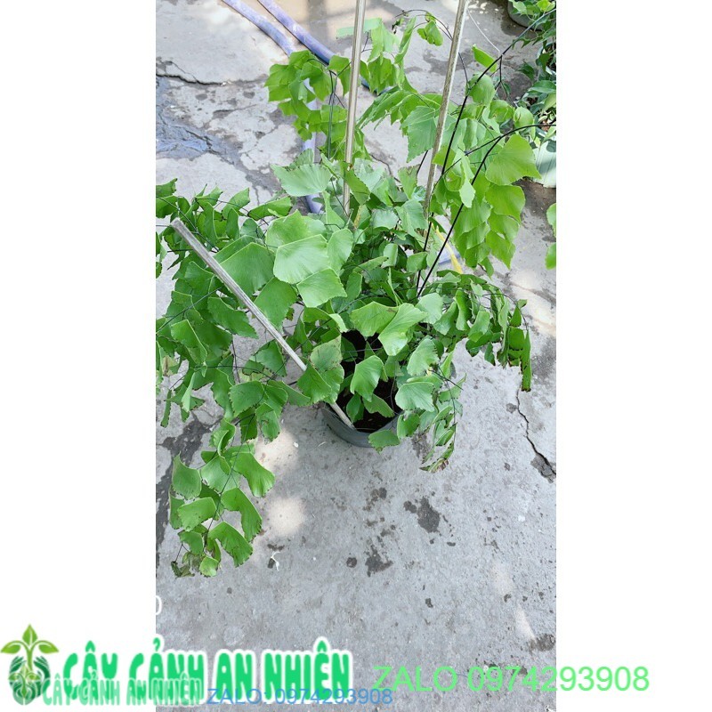 Cây Tóc Thần Vệ Nữ Lá Lớn