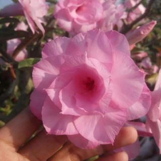 🌲 Sứ Kỳ Duyên ( siêu hoa) đang hoa