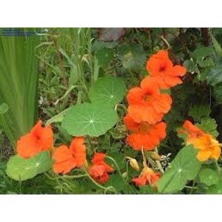 Hạt giống Hoa sen cạn mix 🌱