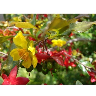 cây giống mai tứ quý