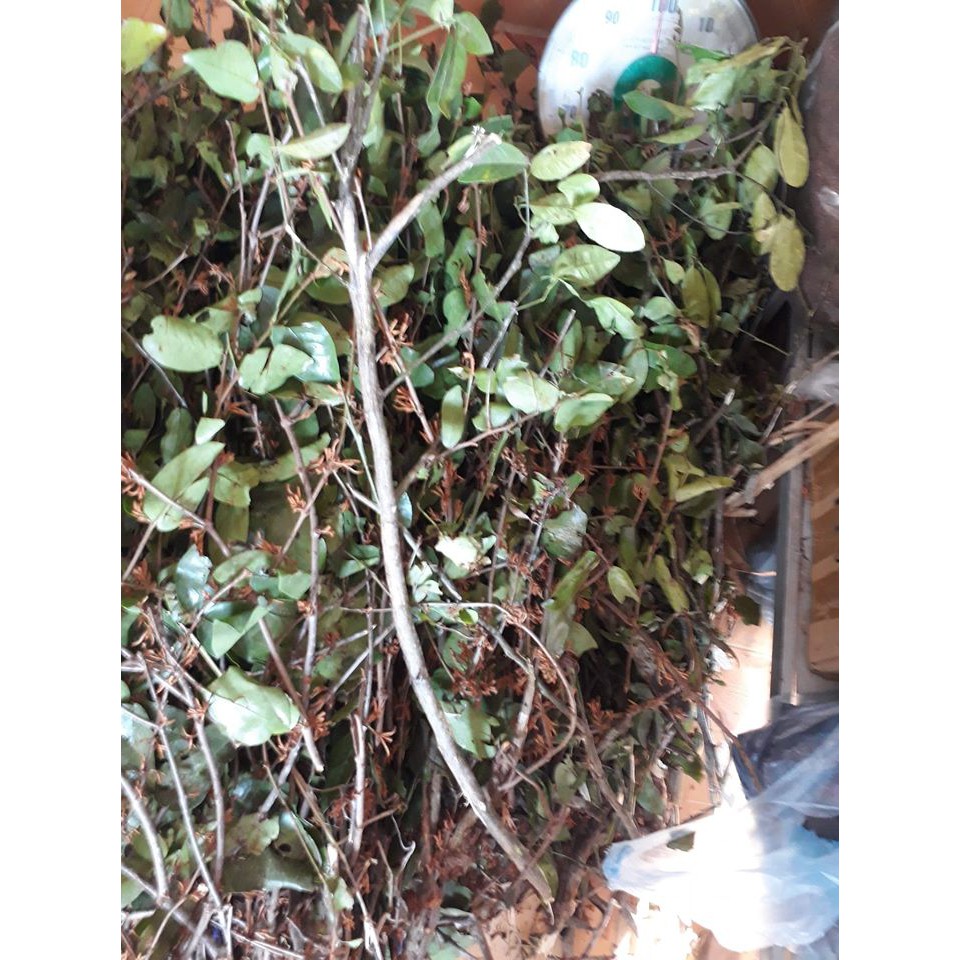 Tầm gửi cây chanh