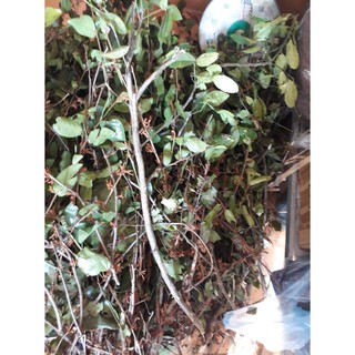 Tầm gửi cây chanh