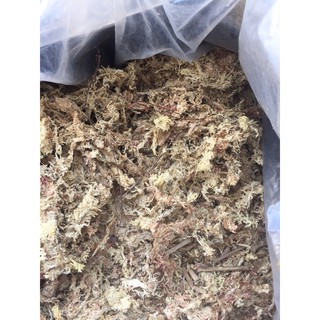 Dớn Chi lê nhập khẩu kg
