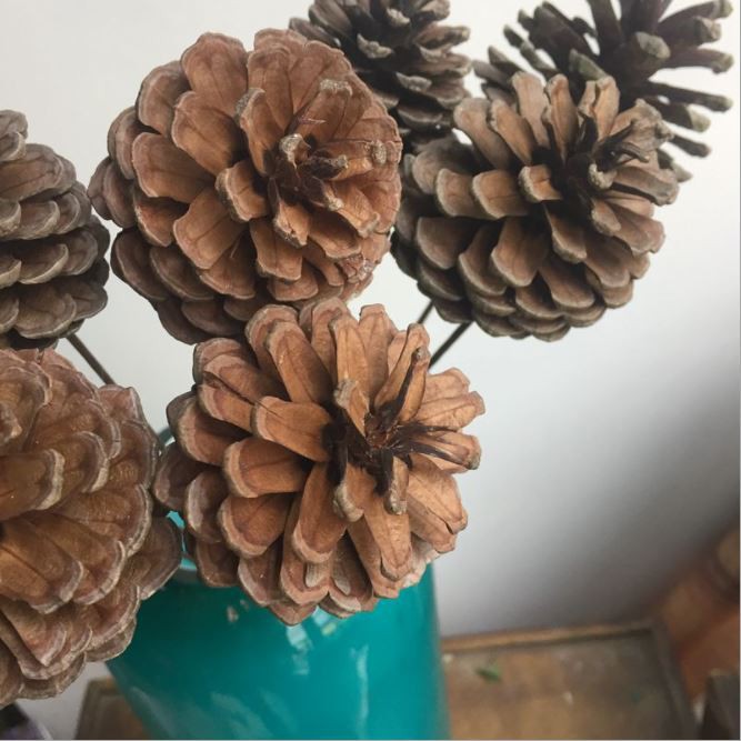 Quả thông khô trang trí decor