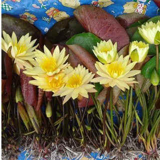 Cây súng trưởng thành