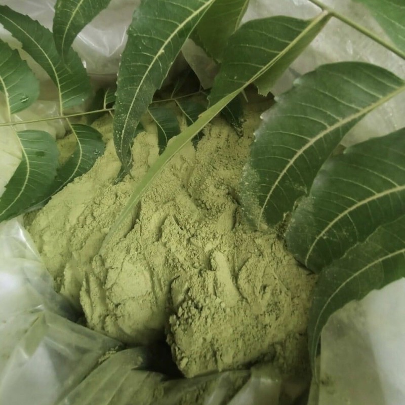 Bột Lá Neem 1kg sấy lạnh nguyên chất 100% - Giảm mụn, giảm viêm, mờ thâm sạm, sáng da