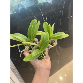 lan hồ điệp (sapphire hoa nhí siêu cute, hồ điệp mini tím blue) cobo 3cây