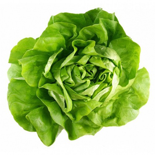 HẠT GIỐNG XÀ LÁCH BÚP - GÓI 2 GRAM