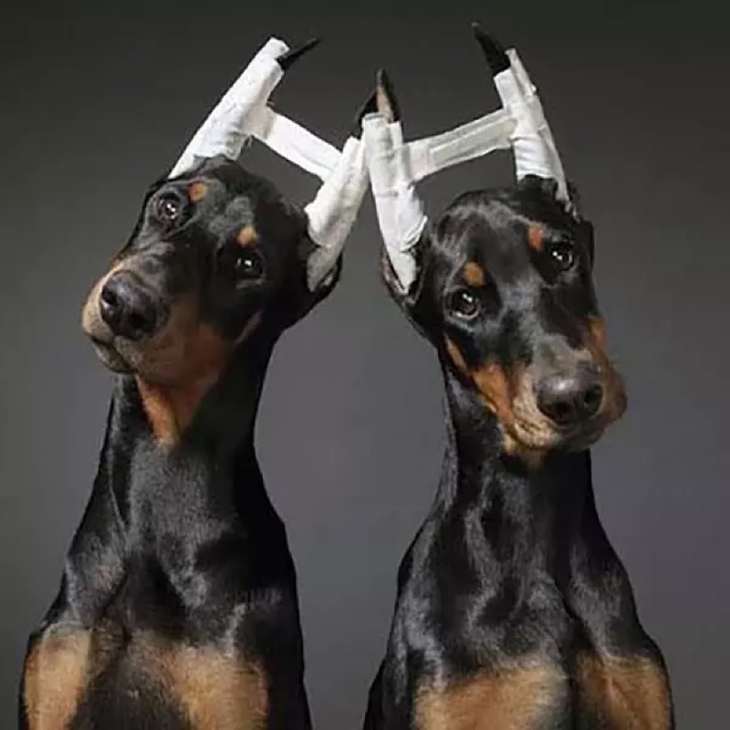 Băng dính dán tai - nẹp tai chó của Thái