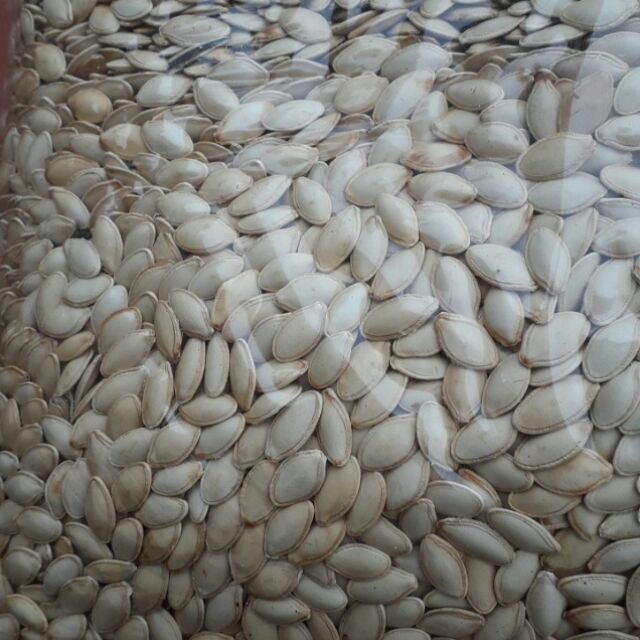 Combo 3kg hạt bí rang hạt to ngon béo mẩy ruột