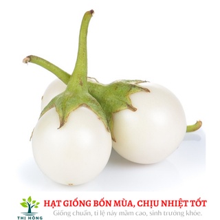 Hạt giống cà pháo trắng cao sản 2g