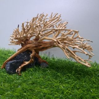 Lũa dáng bay cấy rêu ( D:22cm-R:12cm-C:10cm)