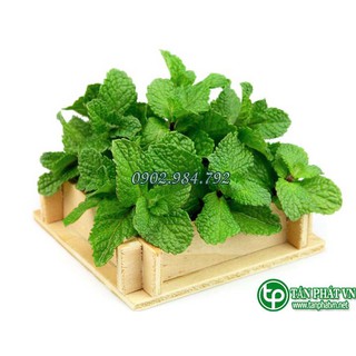 Bạc hà loại 500g khô