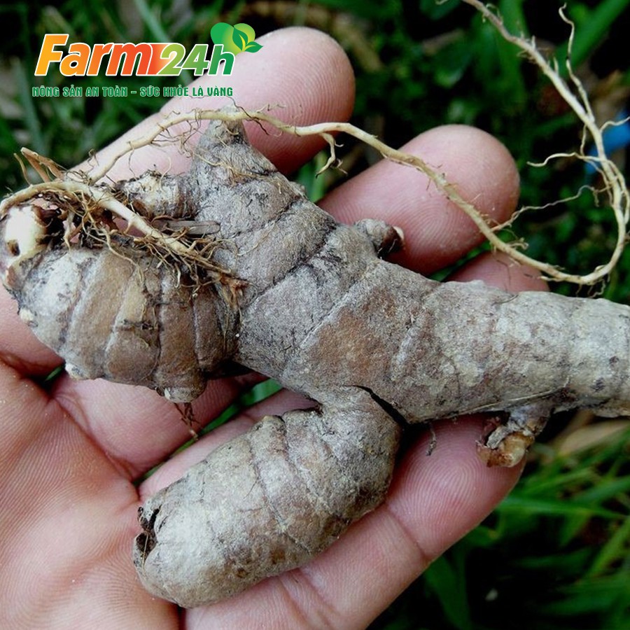 Bột nghệ đen Nghệ An rất tốt cho dạ dày, tá tràng, làm đẹp da khi dùng như mặt nạ, 100% thiên nhiên | Farm24h