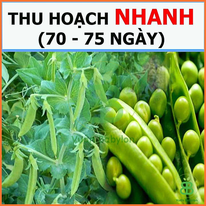 Hạt Giống Đậu Hà Lan Xanh 50G