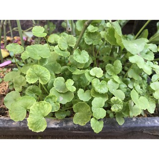 30 Cây giống Rau Má lá nhỏ trồng bằng hạt - Đủ trồng 1 chậu - Ăn sống hoặc xay nước Eatclean giảm cân, đẹp dáng