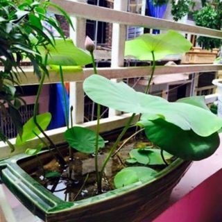 Combo goi 10 Hạt sen nhật mini
