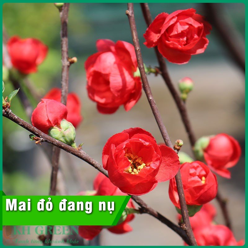 Cây mai đỏ Nhật Bản đang nụ nở đúng tết trang trí tết siêu đẹp mang lại tài lộc cho gia chủ chiều cao 50cm -80cm