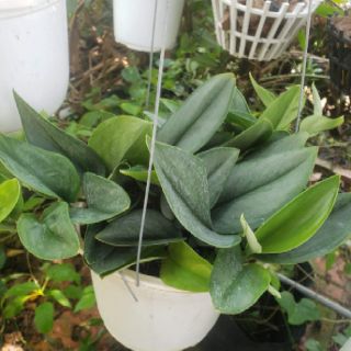 Trầu bà Ngọc Trai