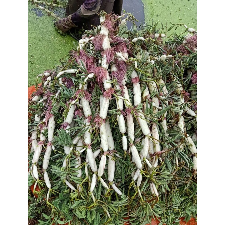 Phân bón cho rau nhút Max root chai 1 lít giúp trắng phau-mập cộng-nặng ký