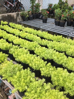 Cây mười giờ Úc